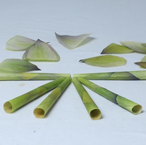 กลีบดอกบัวธรรมชาติทรงกรวยสีเขียวสีฟ้าและชมพูปาล์มขนาด4 USA - Product Image 3