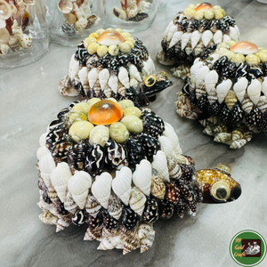 Décoration personnalisée en coquillages, utilisant des coquillages véritables pour l'artisanat décoratif et les souvenirs en provenance du Vietnam - Product Image 3