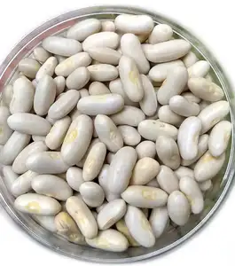 廉价批发优质白芸豆散装白芸豆热卖有机干白芸豆