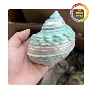 Big Turbo Shell du Viet Nam | Couleur blanche et verte | Prêt pour la fabrication de bricolage et le verre à vin - Product Image 2
