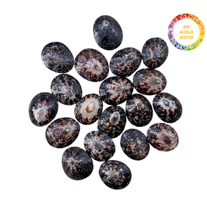 Conchas de limpias brillantes - Colores naturales para diseños creativos y uso decorativo - Product Image 4