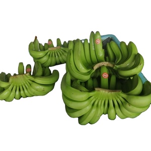 Fresh Green Cavendish <b>Banana</b> for Sale/ Fresh Green Cavendish <b>Bananas</b> in Bulk Quantities - Product Image 6