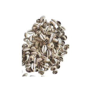 Carcasa de Cowrie utilizada en artículos de diseño y suministros artesanales por Vietnam Factory 99 Gold Data Cowrie Shell Exporter - Product Image 1