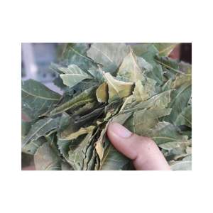 Feuille de Neem La plus haute qualité crue Nos feuilles soigneusement sélectionnées pour vous apporter les meilleures feuilles de Neem Nature - Product Image 4