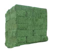 Foin de luzerne Foin de luzerne Foin de Teff Eragrostis à Vendre + 27739729209 - Product Image 3