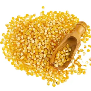 الذرة الصفراء / الذرة البيضاء للاستهلاك البشري غير GM الذرة الصفراء / الذرة الصفراء لإطعام الحيوانات