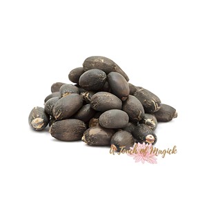 Prix de gros des graines de Jatropha de qualité supérieure Graines de Jatropha de haute qualité 100% Graines de Jatropha naturelles séchées à bas prix Offre Spéciale - Product Image 6
