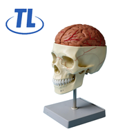 Modelo de Cráneo Humano de PVC con Sutura Craneal TIANLIAN, para Neurocirugía, Anatomía Cranial, Entrenamiento y Enseñanza Escolar