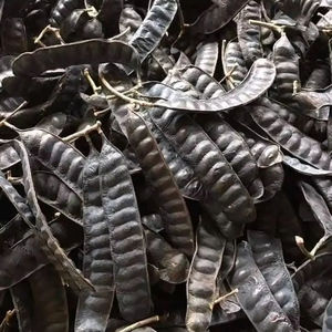 HIGH GRADE Honey Locust Dried Fructus Gleditschiae From Vietnam - Product Image 1