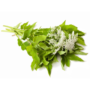 Angelica น้ำมันหอมระเหยแท้ผู้ผลิตอินเดียไฮโดรโซลน้ำมันหอมระเหยบริสุทธิ์สำหรับดูแลเส้นผมรากขายส่ง - Product Image 4