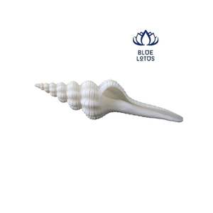 Conchas de conchas, muchos tamaños y colores - Product Image 6