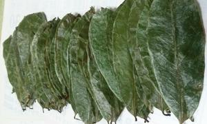 Feuilles de corossol (graviola) du Vietnam en vrac, avec une qualité de séchage stable et un aspect visuel uniforme - Product Image 6