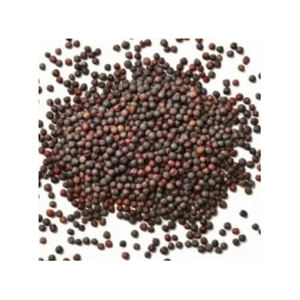 Semillas de Canola de Alta Calidad, 100% Puras, Empaquetado a Granel, Origen Estadounidense, Venta al por Mayor a Precios Competitivos en Todo el Mundo - Product Image 4