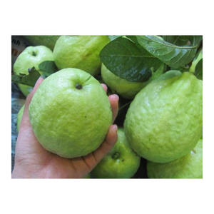 Guayaba Fresca Premium, Fruta Tropical Dulce y Aromática, Suministro a Granel, Cosecha de Granja, Producto de Grado de Exportación - Product Image 1