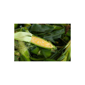 Maíz amarillo secado al aire más vendido Maíz amarillo sin OMG Calidad de exportación Maíz amarillo y blanco a la venta - Product Image 5