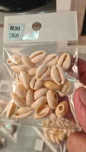 Cuentas de concha de cauri de trompeta sin agujero natural Yiwu de moda - Product Image 3