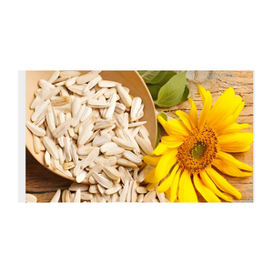 Graines de tournesol en vrac, distribution en gros, faible coût, livraison rapide, approvisionnement fiable - Product Image 1