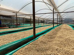 HANCOFFEE Récolte 2025-2026 Café Vert Robusta du Vietnam de Haute Qualité - GRADE 1 Nettoyé/Lavé/Procédé au Miel - Échantillon Gratuit - Product Image 4