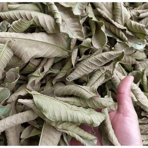 ใบฝรั่งแห้งจากเวียดนาม/ฉลากสะอาดเหมาะสำหรับอาหารเสริมชาสมุนไพรและแบรนด์ OEM เพื่อสุขภาพออร์แกนิก - Product Image 4