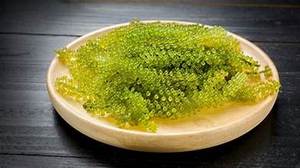 องุ่นทะเลที่มีสารสกัดจากใบ catappa Terminalia แท้สำหรับการสนับสนุนภูมิคุ้มกันและความสมดุลตามธรรมชาติ - Product Image 6