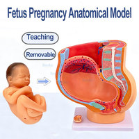 Modèle anatomique médical grandeur nature de fœtus de 9 mois, utérus pelvien féminin avec placenta de bébé amovible