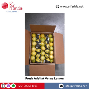 Nhà Cung Cấp Hàng Đầu Quả Cam Quýt Tươi Bán Buôn Chất Lượng Cao Và Chanh Tươi Màu Vàng Xanh Verna Để Mua Số Lượng Lớn - Product Image 5