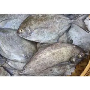 hohe qualität heißes angebot großhandel gefrorener schwarzer pomfret fish ganz rund schwarzer pomfret china lieferant niedriger preis