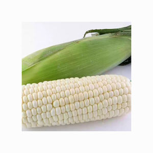 MAÍZ/MAIZE/Maíz blanco OGM o NO OGM para alimentación humana y animal - Product Image 4