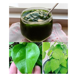 Acheter Mesona Chinensis Gelée d'herbe séchée de haute qualité pour la fabrication de gelée au Vietnam - Product Image 5