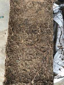 Gelatina de hierba seca, hoja seca de Platostoma Palustre/hoja de gelatina de hierba fresca natural seca con alta calidad - Product Image 6