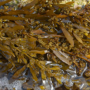 Vente en gros d'extrait de sargasses séchées Henslowianum Gulfweed engrais pour l'alimentation animale et alimentaire produit agricole - Product Image 3