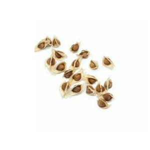 เมล็ดมะรุมธรรมชาติเมล็ดมะรุมบริสุทธิ์ออร์แกนิก - Product Image 4