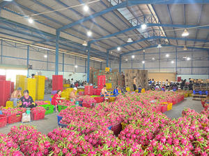 Fruta fresca de dragón de Vietnam, carne blanca, Pitaya, fruta tropical dulce, directo de la granja, suministro estable para pedidos de exportación - Product Image 4