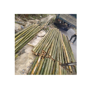 Various Size of <b>Bamboo</b> Pole/ Natural <b>Bamboo</b> Pole/ <b>Bamboo</b> <b>Fence</b> Use in Construction and Gargen From Vietnam - Product Image 1