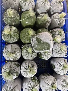 Hojas de Yuca IQF de Alta Calidad y al Mejor Precio de Vietnam, AKINA - Product Image 2