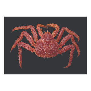 Crabe royal chilien entier surgelé, directement de l'usine, proposé à prix réduit pour l'approvisionnement en gros - Product Image 4