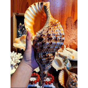 Handcrafted Decorative Seashells | Premium Natural Material | Coastal Home Style - Product Image 5