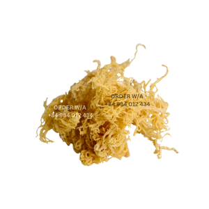 Golden Irish Sea Moss: Pure, 100% Wildcrafted, et provenant du Vietnam à des prix imbattables-Sans sucre, Sans gluten, Végétalien - Product Image 1