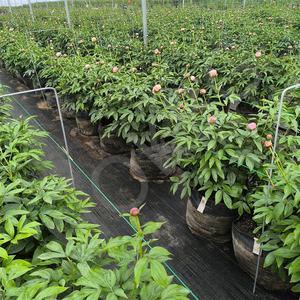 Bolsas <span class=keywords><strong>de</strong></span> cultivo transpirables <span class=keywords><strong>de</strong></span> plástico negro HOKBG, bolsas <span class=keywords><strong>de</strong></span> maceta <span class=keywords><strong>de</strong></span> 125 <span class=keywords><strong>litros</strong></span> para plantar flores <span class=keywords><strong>de</strong></span> peonía - Product Image 3