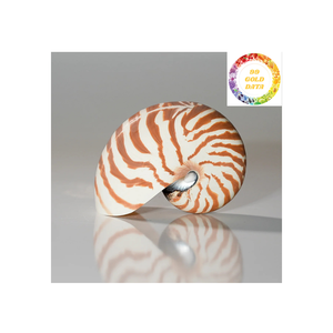 Conchas Nautilus decorativas de Vietnam pulidas para exhibición temática oceánica Configuración de Acuario y suministros de arte - Product Image 6