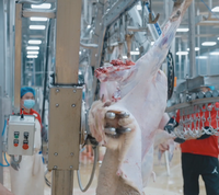 Solution clé en main pour la ligne d'abattage halal des chèvres destinée aux grandes usines de transformation de viande