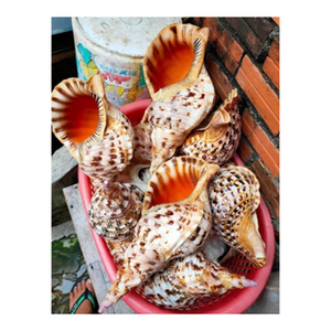 Vente en gros Vietnam Grandes coquilles de Triton, coquilles de conque de qualité supérieure idéales pour l'aquarium, la décoration de la maison et l'exportation dans le monde entier - Product Image 6