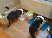 Distributeur automatique de nourriture intelligent RFID pour chats et chiens, identification intelligente, distributeur de repas automatique avec couvercle transparent