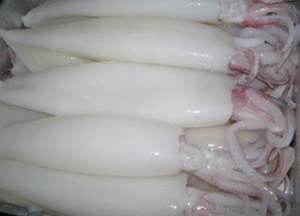 Loligo-calamar fresco de Loligo, calamar fresco de Loligo en Vietnam, para vacaciones - Product Image 4