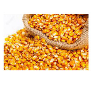 Maïs jaune sans OGM de haute qualité en gros Nouvelle offre du fabricant de meilleurs matériaux à un tarif économique - Product Image 3