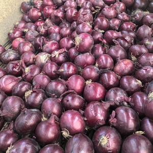 Cebollas Rojas Orgánicas Premium Sin Pelar - 20 kg, Calidad de Exportación Alemana, Sabor Naturalmente Fresco, 12 Meses de Duración, Venta al Por Mayor - Product Image 4