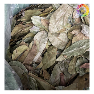 Meilleures ventes de feuilles de corossol séchées en vrac, thé de feuilles de Graviola séché de qualité supérieure, poudre de feuilles de corossol séchées, capsules - Product Image 3