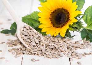 Poudre de Lécithine de Tournesol de Qualité Alimentaire 100% Phosphatidylcholine Vente en Gros Extrait de Feuilles Exportateur Indien - Product Image 3