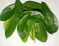 Feuilles de corossol séchées vietnamiennes Graviola Annona Muricata thé naturel aux herbes