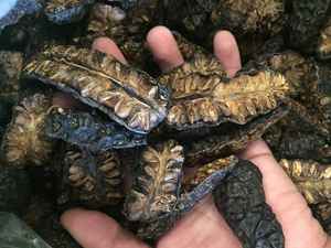 NONI NATUREL SÉCHÉ/INGRÉDIENT PROPRE/NON-GMO/SOURCÉ DE TERRE - Product Image 6